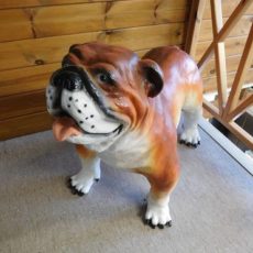 Koirapatsas, Englannin Bulldoggipatsas, kuvattu edestä