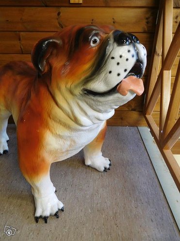 Koirapatsas, Englannin Bulldoggipatsas, kuvattu läheltä