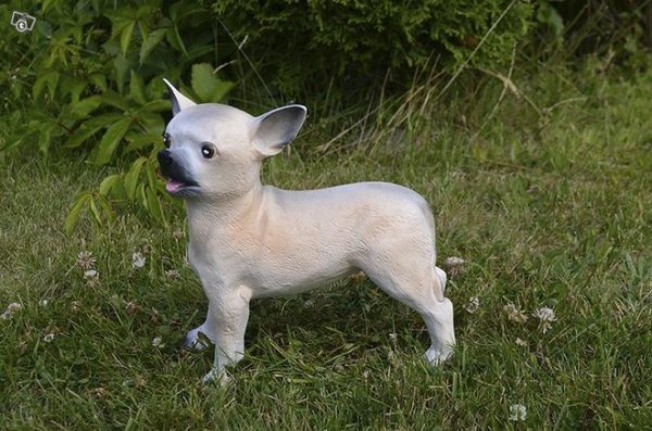 Chihuahua koirapatsas, kuvattu sivulta