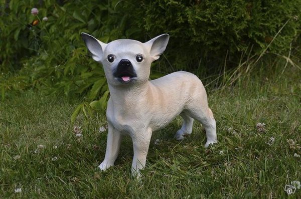 Chihuahua koirapatsas, kuvattu edestä