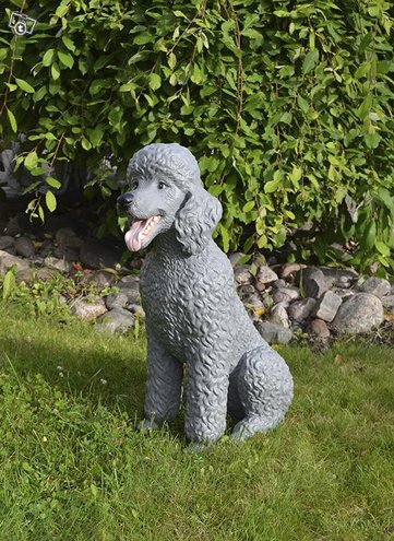 Villakoirapatsas, harmaa istuva koira, kuvattu edestä