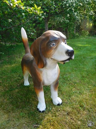 Beagle koirapatsas, kuvattu edestä