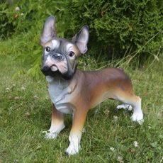 Koirapatsas, Ranskan bulldoggi pentupatsas, kuvattu edestä