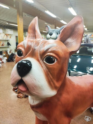 Ranskanbulldoggi, Suomen isoin, kuvattu päätä