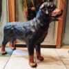 Seisova rottweiler patsas realistinen koirakoriste sisustukseen 1