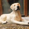 Makaava labradorinnoutaja patsas realistinen koirakoriste sisustukseen 1