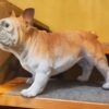 Seisova ranskanbulldoggi patsas vaalea realistinen koirakoriste 1