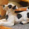 makaava jackrussellinterrieri patsas koira koriste